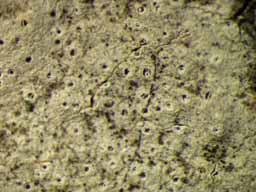 [Leucodecton occultum]