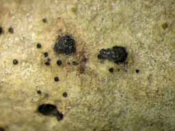 [Lithothelium illotum]