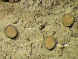 [Malcolmiella sp. A]