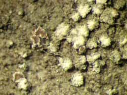 [Malcolmiella sp.]