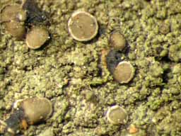 [Malcolmiella sp.]
