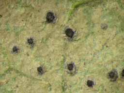 [Mazosia phyllosema]