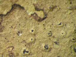 [Mazosia phyllosema]