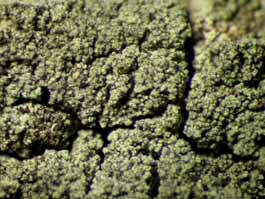[Micarea leprosula]