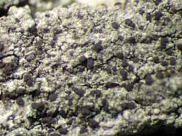 [Micarea sp. A]