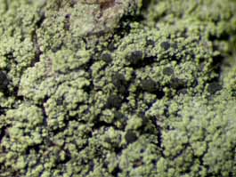 [Micarea sp. A]