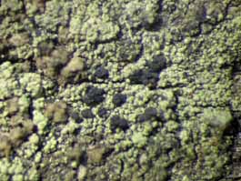 [Micarea sp. A]