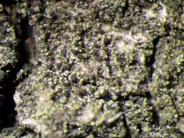 [Micarea sp. A]