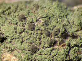 [Micarea sp. A]