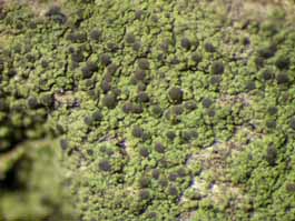 [Micarea sp. A]