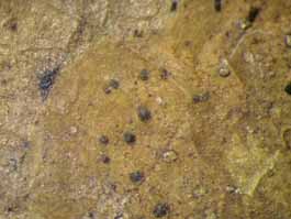 [Microtheliopsis uleana]