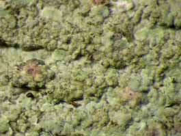 [Monoblastia pellucida]