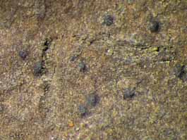 [Mycoporum sp.]
