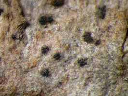[Mycoporum eschweileri]