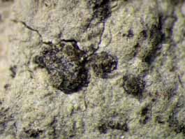 [Mycoporum eschweileri]
