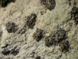 [Mycoporum eschweileri]