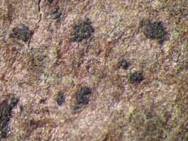 [Mycoporum eschweileri]