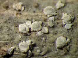 [Myriotrema calathiforme]
