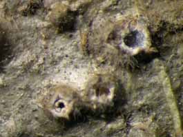 [Myriotrema calathiforme]