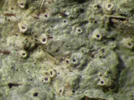 [Myriotrema glaucophaenum]