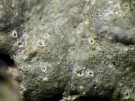 [Myriotrema glaucophaenum]