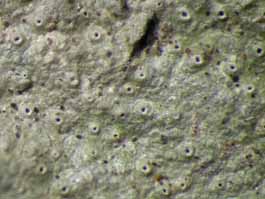 [Myriotrema glaucophaenum]