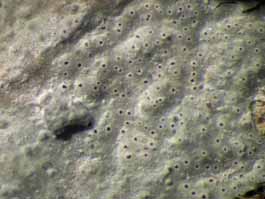 [Myriotrema microporellum]