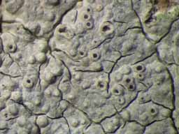 [Myriotrema sp.]