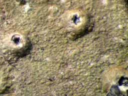 [Ocellularia chonestoma]