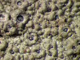 [Ocellularia crocea]