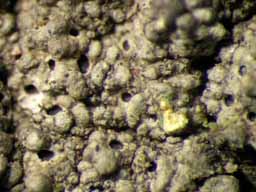 [Ocellularia crocea]