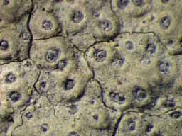 [Ocellularia crocea]