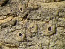 [Ocellularia crocea]