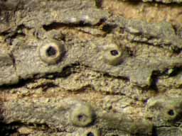 [Ocellularia crocea]