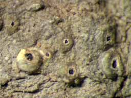 [Ocellularia crocea]