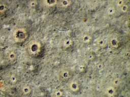 [Ocellularia crocea]