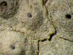 [Ocellularia dolichotata]
