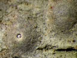 [Ocellularia dolichotata]