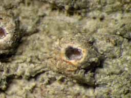 [Ocellularia domingensis]