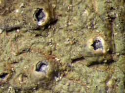 [Ocellularia feigei]