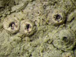 [Ocellularia orthomastia]