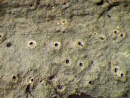 [Ocellularia papillata]