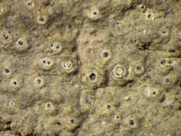 [Ocellularia papillata]
