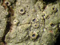 [Ocellularia papillata]
