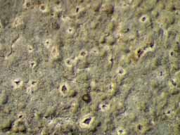 [Ocellularia papillata]