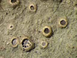 [Ocellularia papillata]