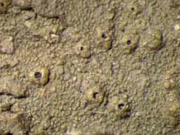 [Ocellularia papillata]