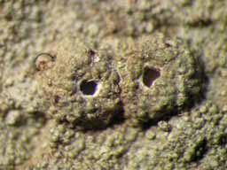 [Ocellularia tanii]