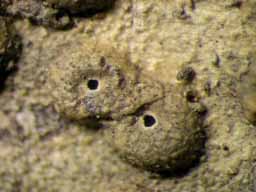 [Ocellularia tanii]