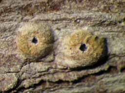 [Ocellularia tanii]